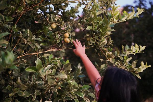 Rain picking fruit